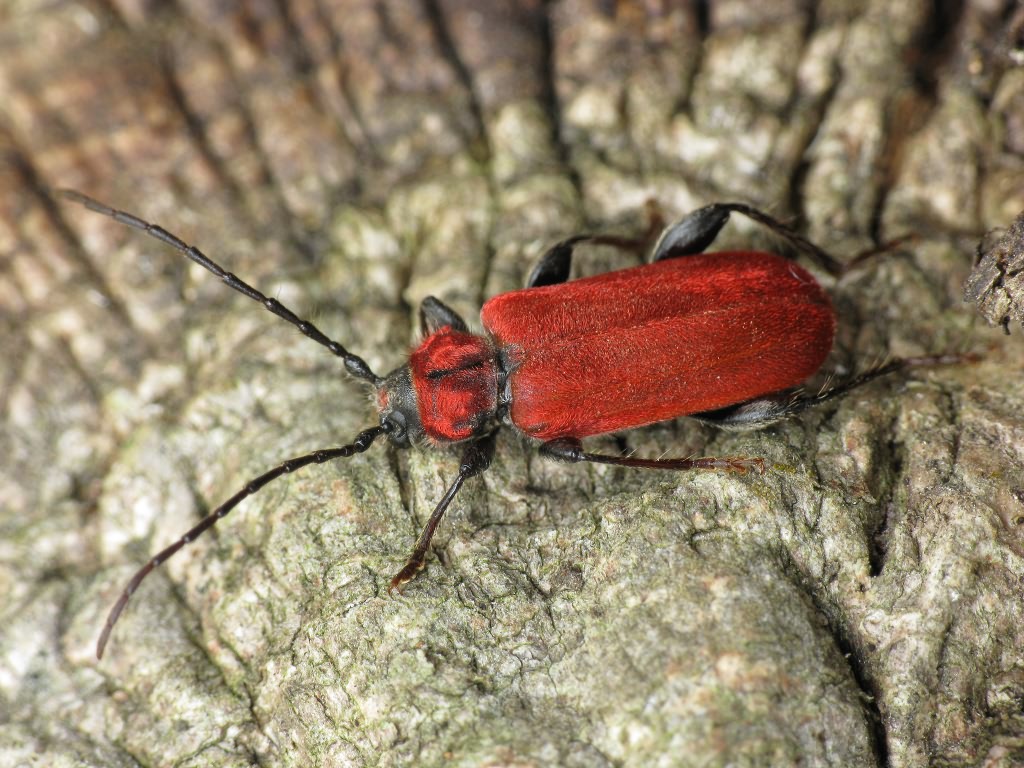 Pyrrhidium sanguineum (Linnaeus, 1758)